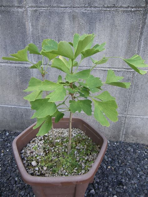 銀杏種植盆栽|イチョウ（銀杏）の育て方